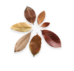 leaf image