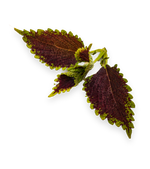 leaf image